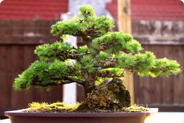 Bonsai - European Larch