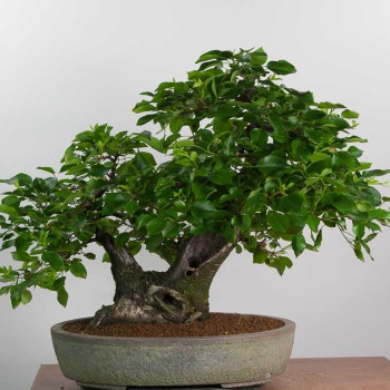 Bonsai - Rock Cherry