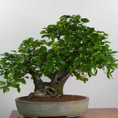 Bonsai - Rock Cherry