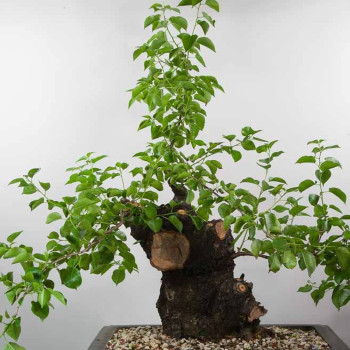 Bonsai - Rock Cherry