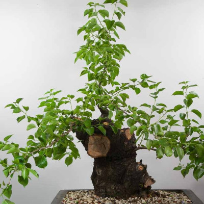 Bonsai - Rock Cherry