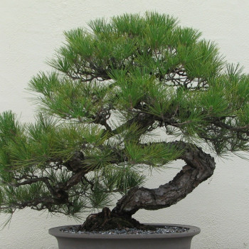 Bonsai - Japanese Black Pine