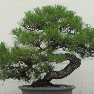 Bonsai - Japanese Black Pine