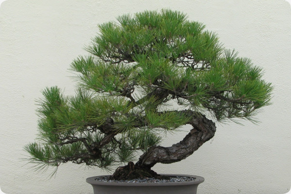 Bonsai - Japanese Black Pine