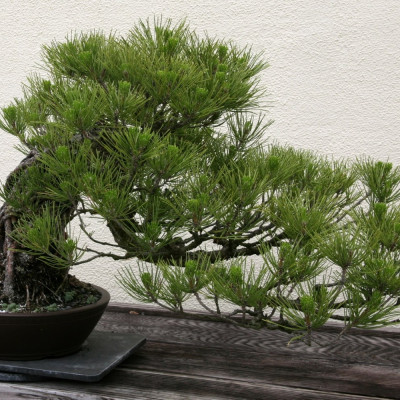 Bonsai - Japanese Black Pine