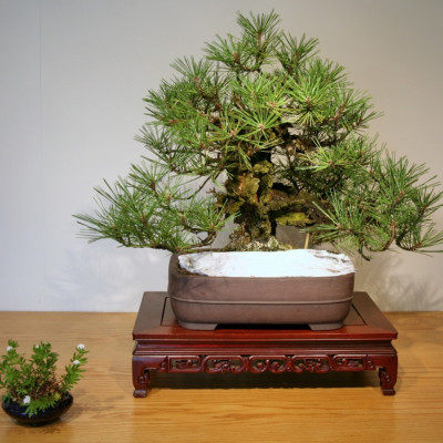 Bonsai - Japanese Black Pine