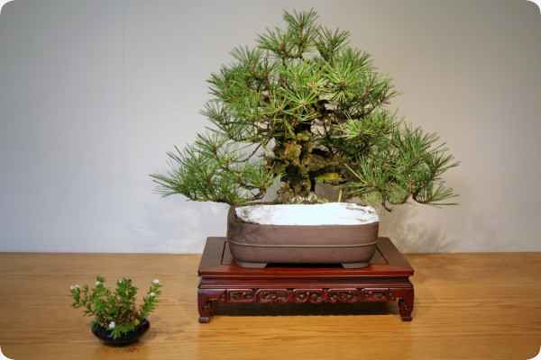 Bonsai - Japanese Black Pine