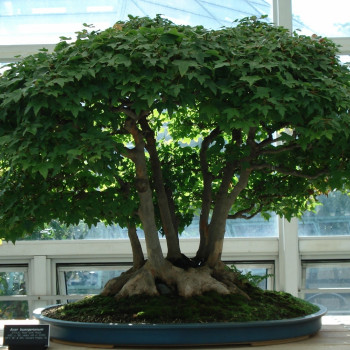 Bonsai - Trident Maple