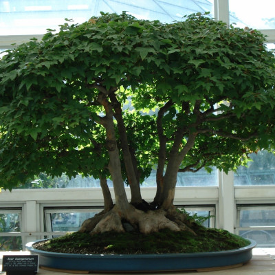 Bonsai - Trident Maple