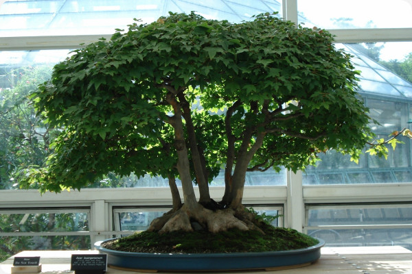 Bonsai - Trident Maple