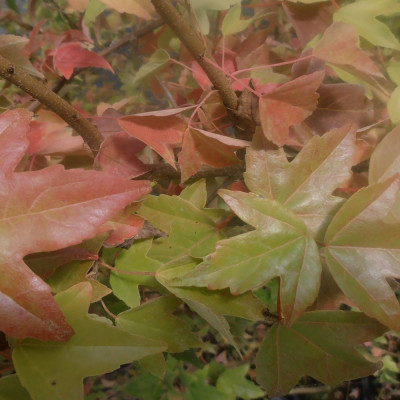 Bonsai - Trident Maple