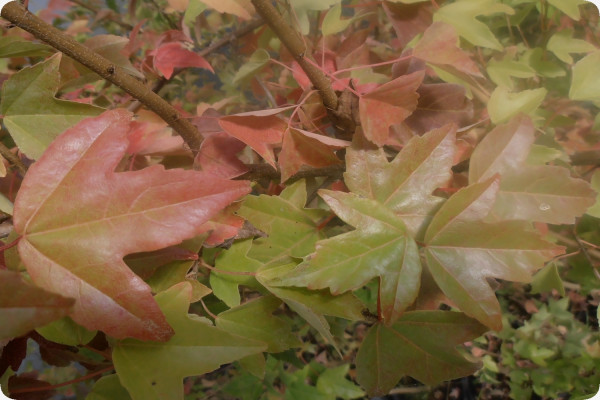Bonsai - Trident Maple