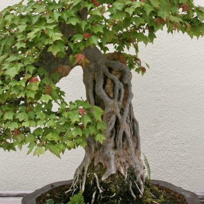 Bonsai - Trident Maple