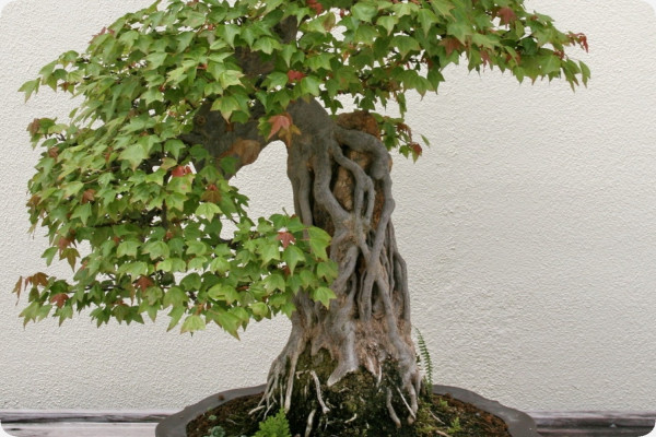 Bonsai - Trident Maple