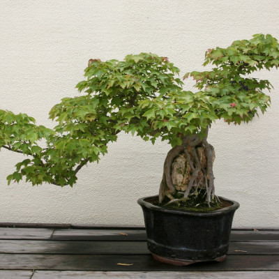 Bonsai - Trident Maple