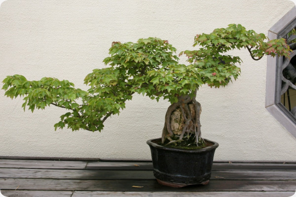 Bonsai - Trident Maple