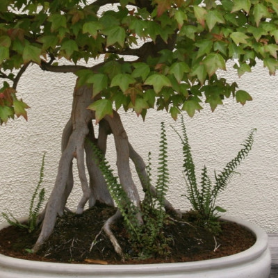 Bonsai - Trident Maple