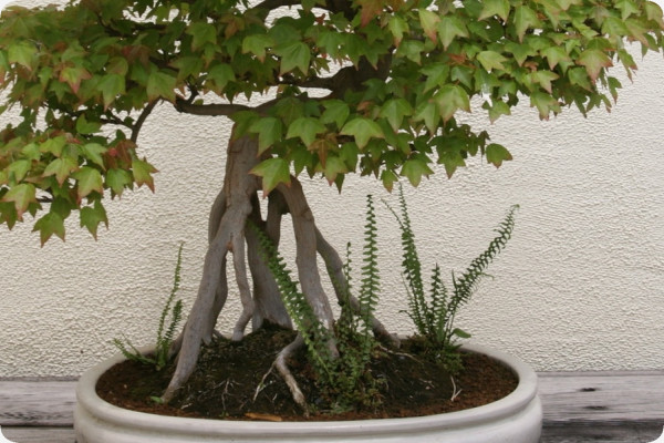 Bonsai - Trident Maple