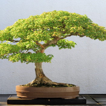 Bonsai - Trident Maple