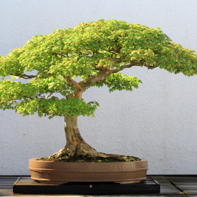 Bonsai - Trident Maple