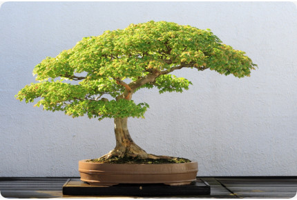 Bonsai - Dreispitzahorn