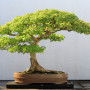 Bonsai - Dreispitzahorn