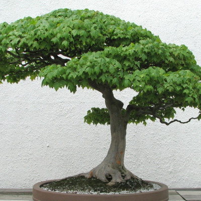 Bonsai - Trident Maple