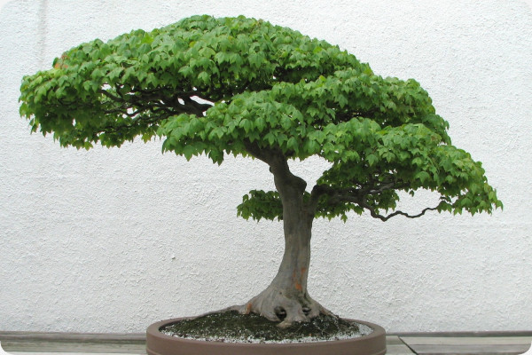 Bonsai - Trident Maple