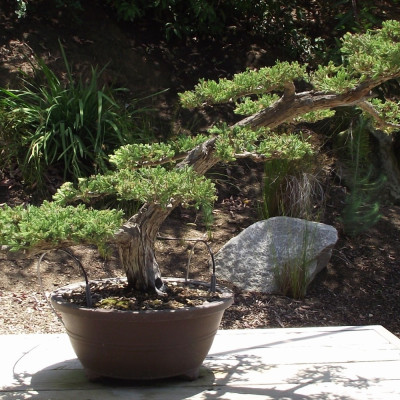 Bonsai - Chinesischer Wacholder