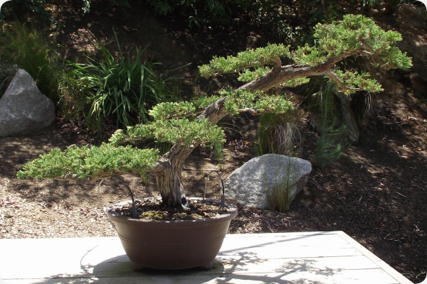 Bonsai - Chinesischer Wacholder