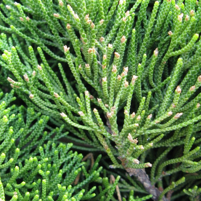 Bonsai - Chinesischer Wacholder