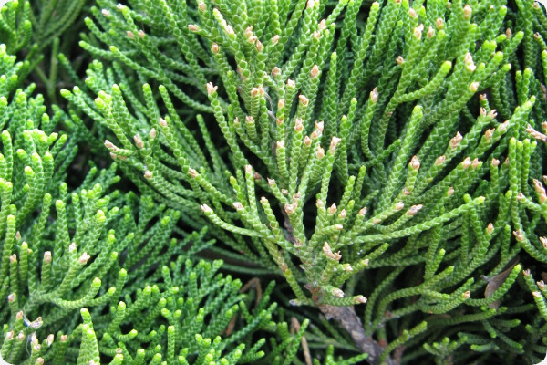 Bonsai - Chinesischer Wacholder