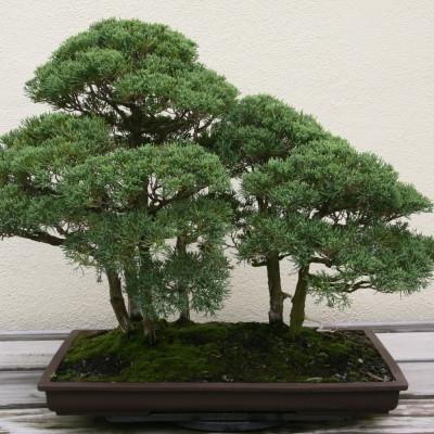 Bonsai - Chinesischer Wacholder
