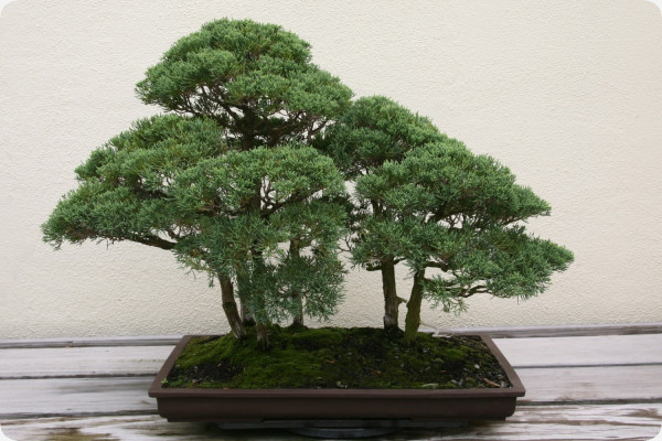 Bonsai - Chinesischer Wacholder