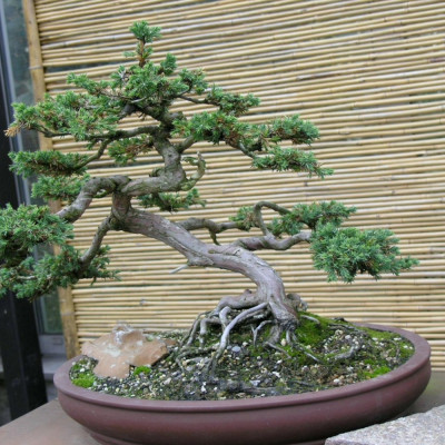 Bonsai - Chinesischer Wacholder
