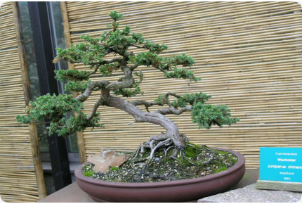 Bonsai - Chinesischer Wacholder
