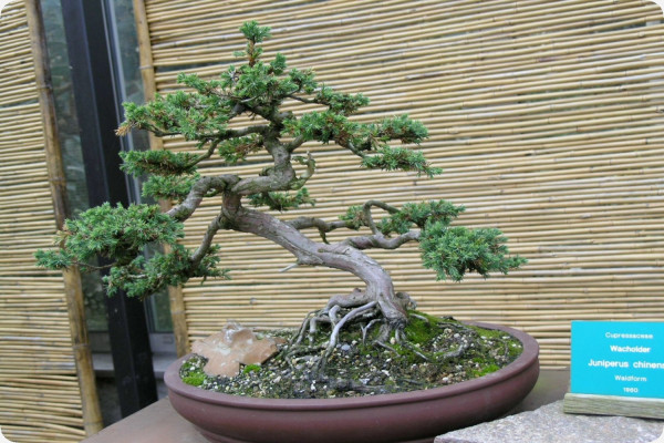 Bonsai - Chinesischer Wacholder