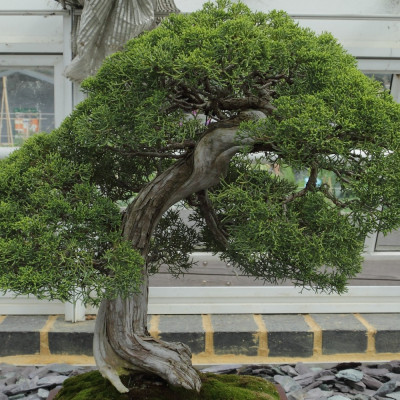 Bonsai - Chinesischer Wacholder