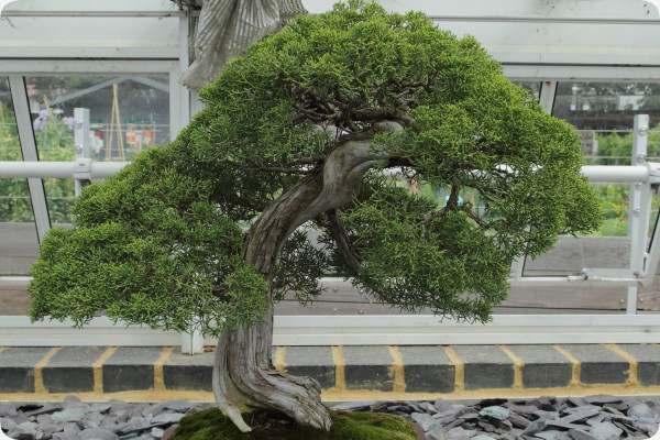 Bonsai - Chinesischer Wacholder