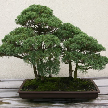 Bonsai - Chinese Juniper