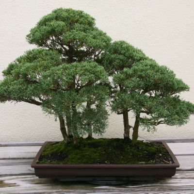 Bonsai - Chinesischer Wacholder