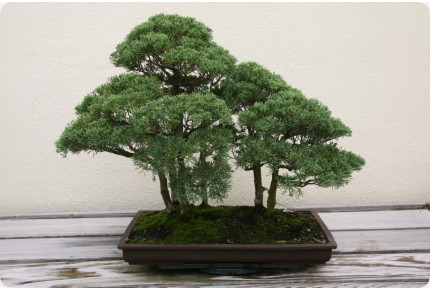 Bonsai - Chinesischer Wacholder