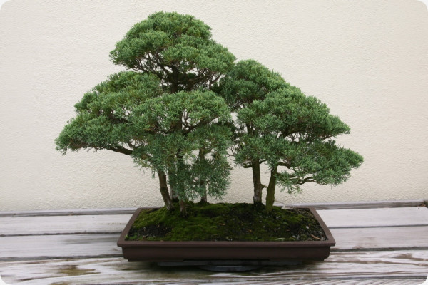 Bonsai - Chinesischer Wacholder