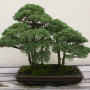 Bonsai - Chinesischer Wacholder