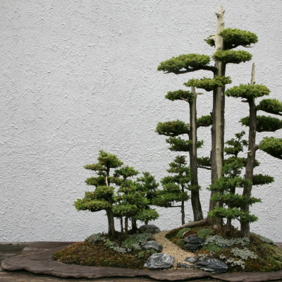 Bonsai - Chinesischer Wacholder