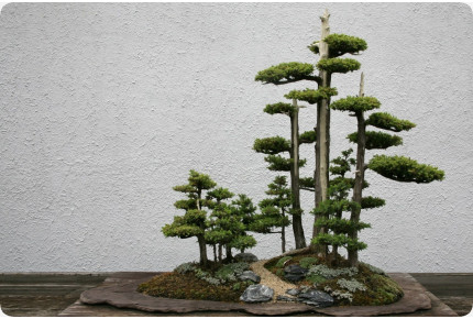 Bonsai - Chinesischer Wacholder