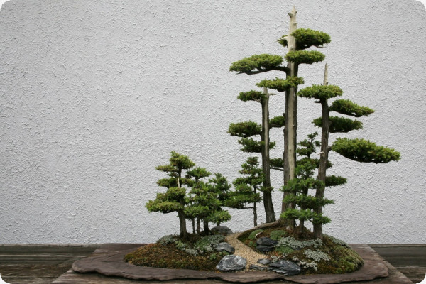 Bonsai - Chinesischer Wacholder