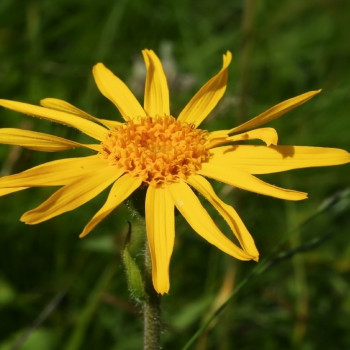 Echte Arnica