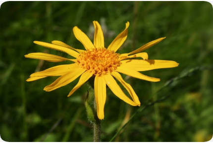 Echte Arnica