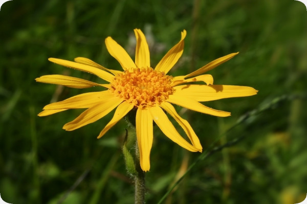 Echte Arnica